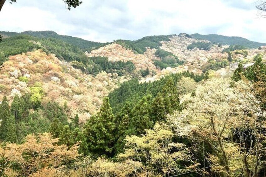 Private Guided Day Trip to Yoshino, Japanese Mountain