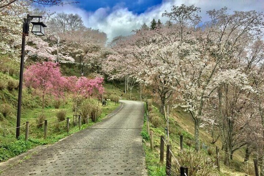 Private Guided Day Trip to Yoshino, Japanese Mountain