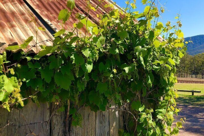 Hunter Valley, Wine Shed