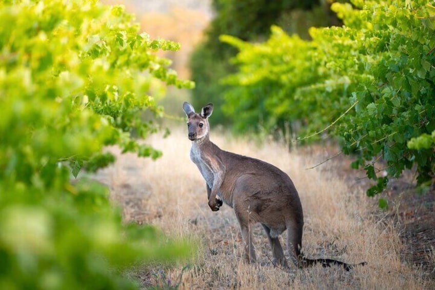 Hunter Valley, Kangaroo