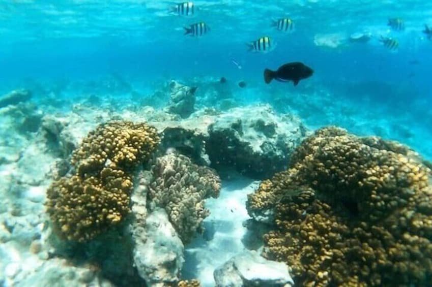 Safar Blue Full day Tour
