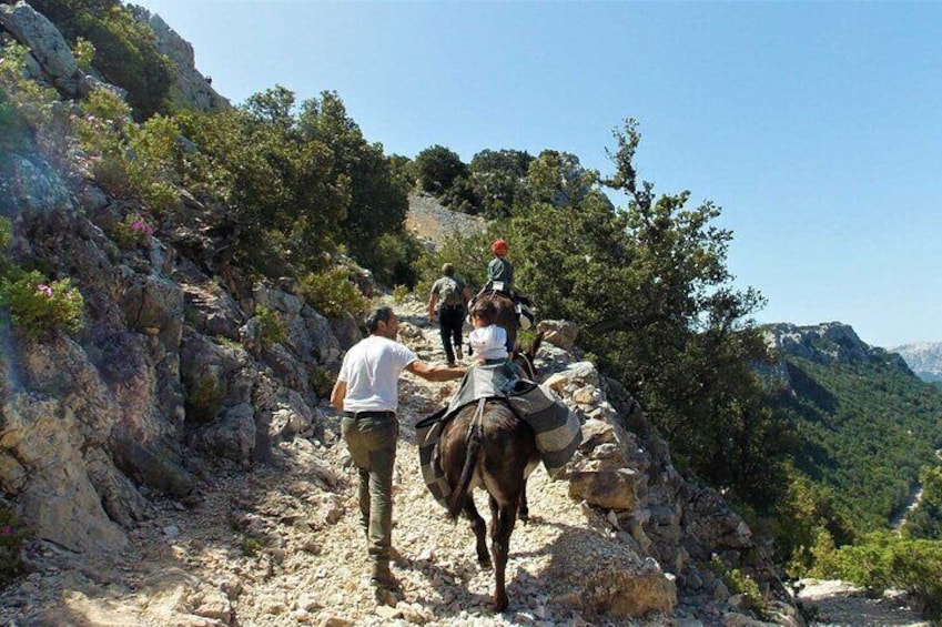  Punta Su Nuraghe Donkey Tour Experience