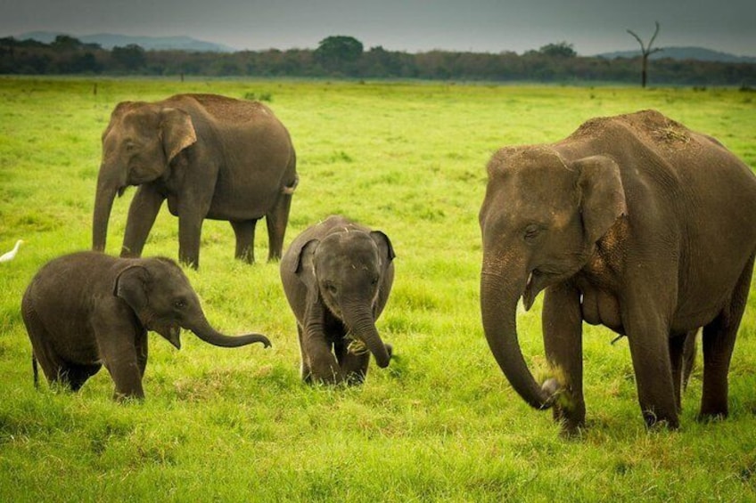 Udawalawe Park