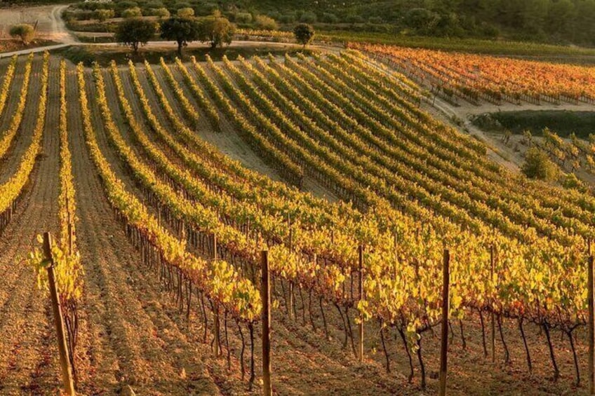 Luxury Tour Buggy Route Wines in Penedès from Barcelona