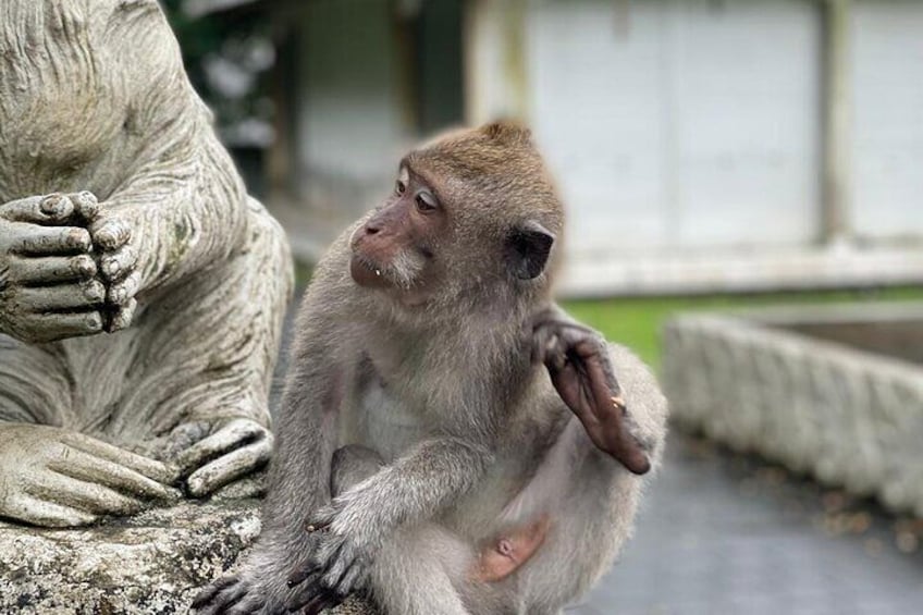 Bali Private Driver (Group Tour )