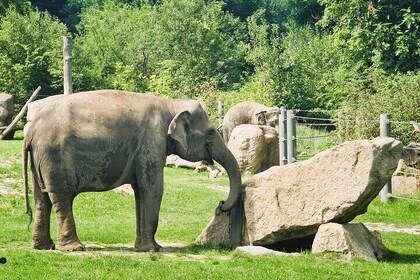 Eintrittskarte für den Prager Zoo mit Transfer und Audioguide