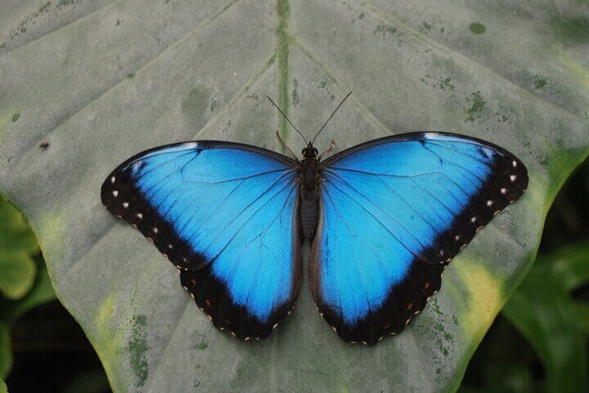 Alghero Visit to the Butterfly House