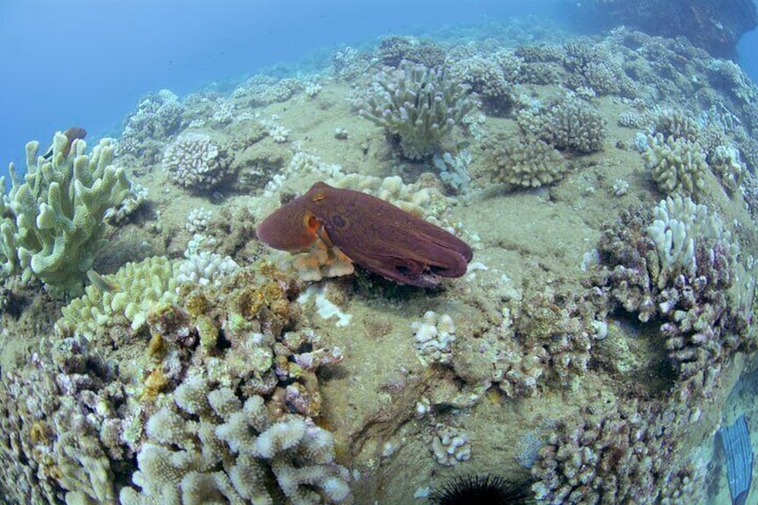 Full Day Scuba Dive Experience Off The Na Pali Coast, Kaua’i