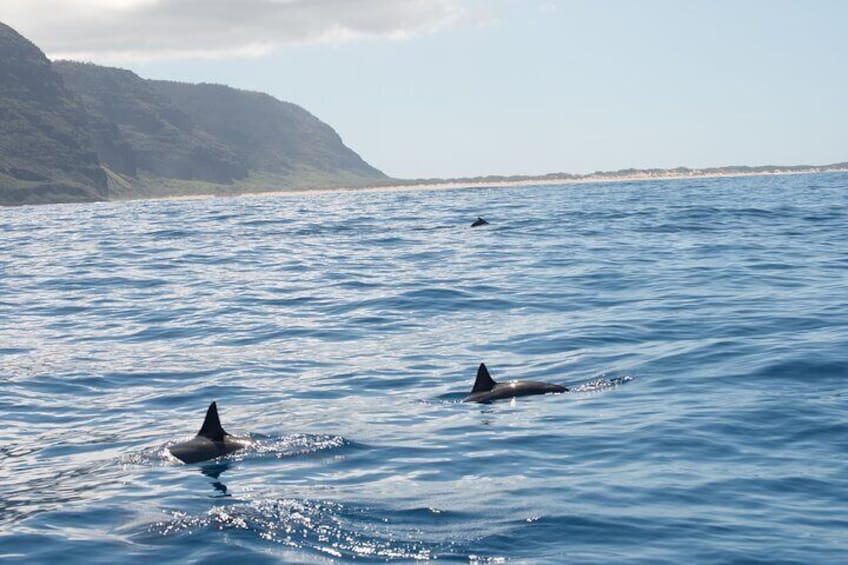 Full Day Scuba Dive Experience Off The Na Pali Coast, Kaua’i