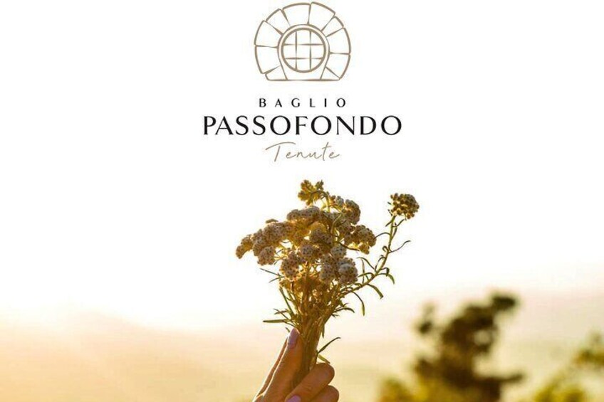 Walk in the Vineyard and Tasting