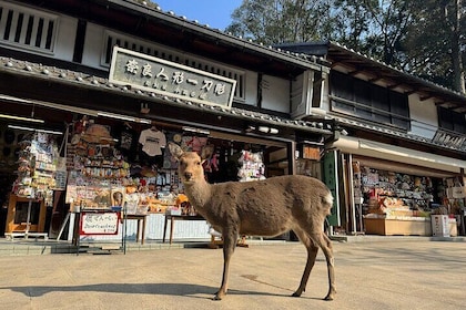 Private Nara Tour and Sake Tasting (Departing from Kyoto/Nara)