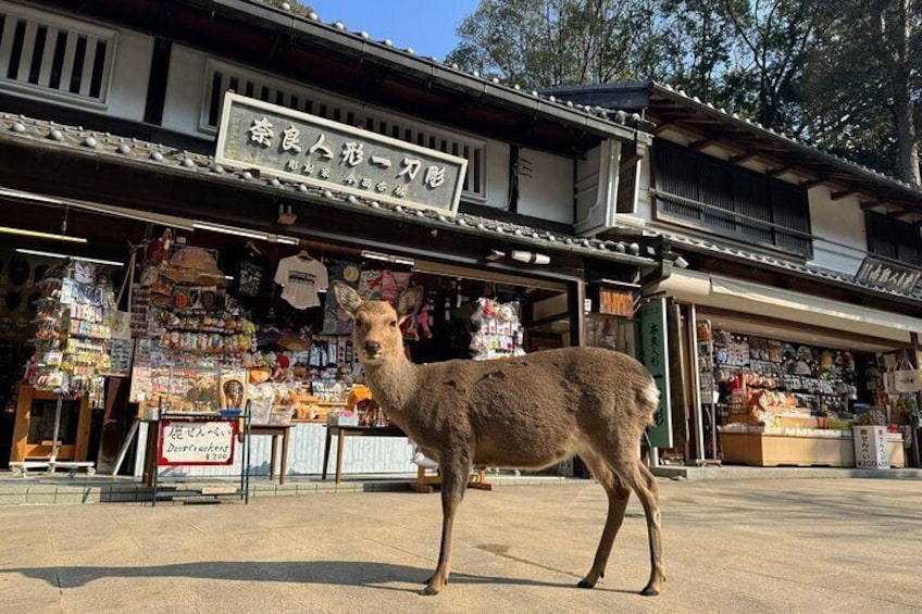 Private Nara Early Morning Tour from Kyoto or Nara