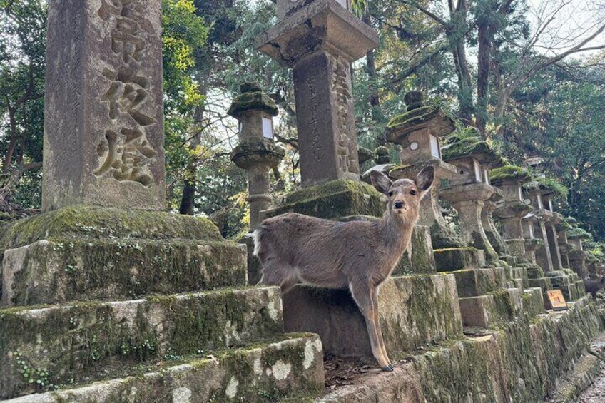 Kasuga Grand Shrine