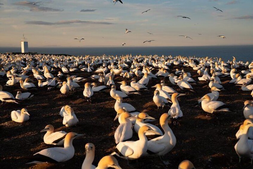 Exclusive SUNRISE tour to Cape Kidnappers