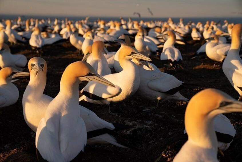 Exclusive SUNRISE tour to Cape Kidnappers