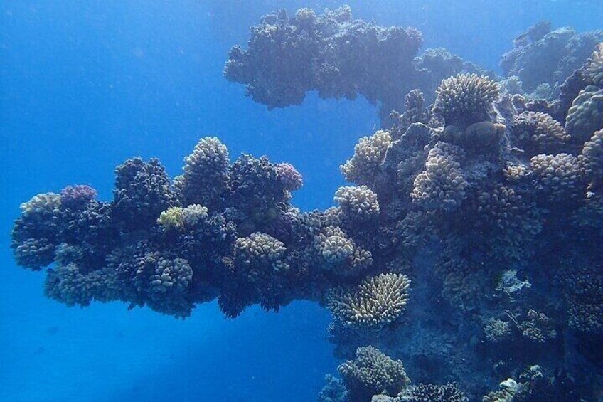 Dolphin House Samadai Reefs Boat Adventure from Marsa Alam