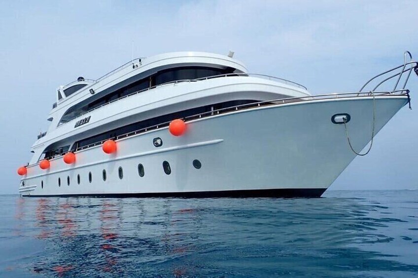 Dolphin House Samadai Reefs Boat Adventure from Marsa Alam