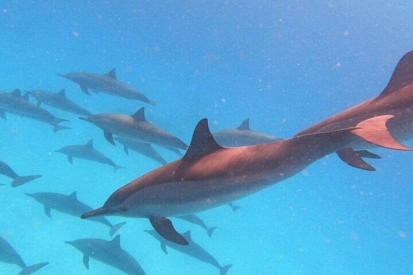 Dolphin House Samadai Reefs Boat Adventure from Marsa Alam