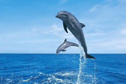 Dolphin House Samadai Reefs Boat Adventure from Marsa Alam