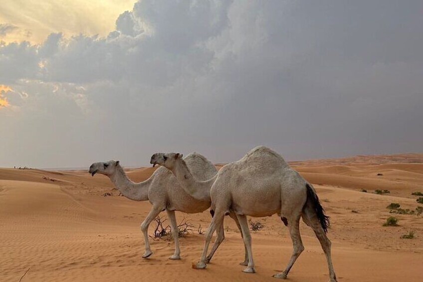 2 Days Wadi Bani Khliad and Wahiba Desert Overnight private Tour 