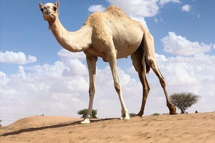 2 Days Wadi Bani Khliad and Wahiba Desert Overnight private Tour