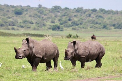 Akagera National Park Guided Day Pass