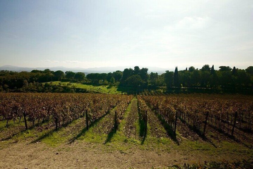 Hidden Tuscany Day Trip with Lunch and Wine Tastings From Rome