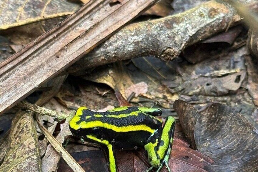 dart frog