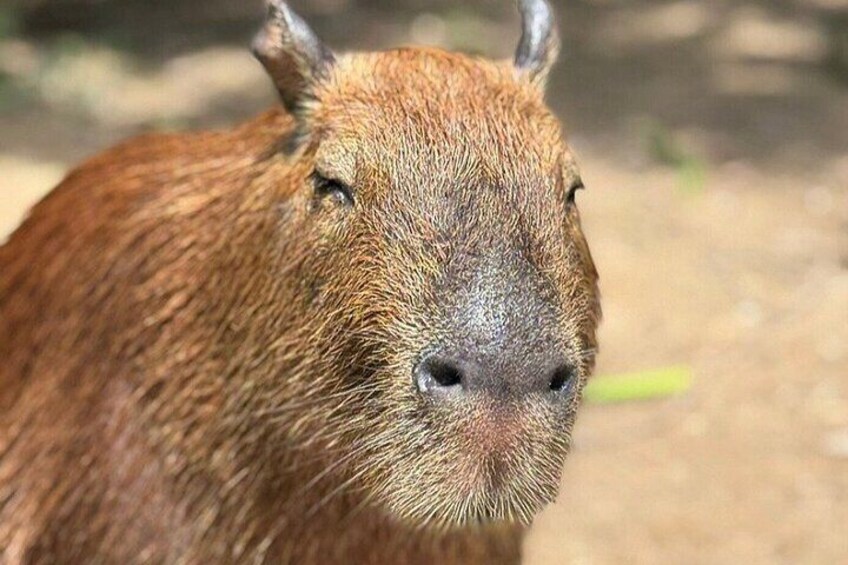 Capybara