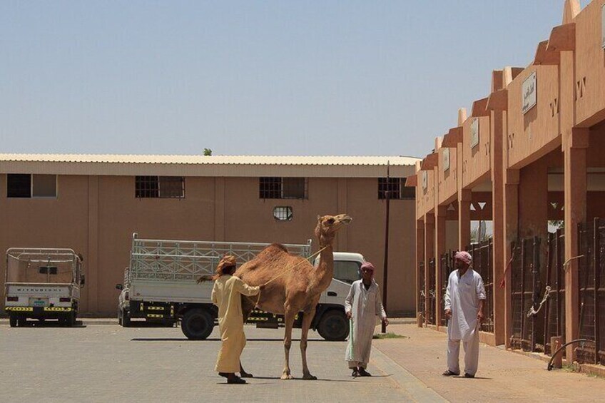Al Ain Day Trip with International Private Buffet Lunch
