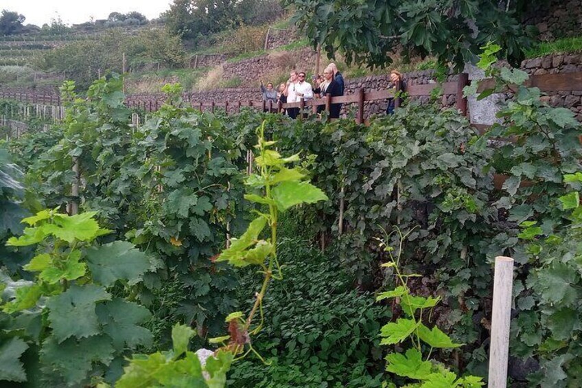 Vineyard on Etna