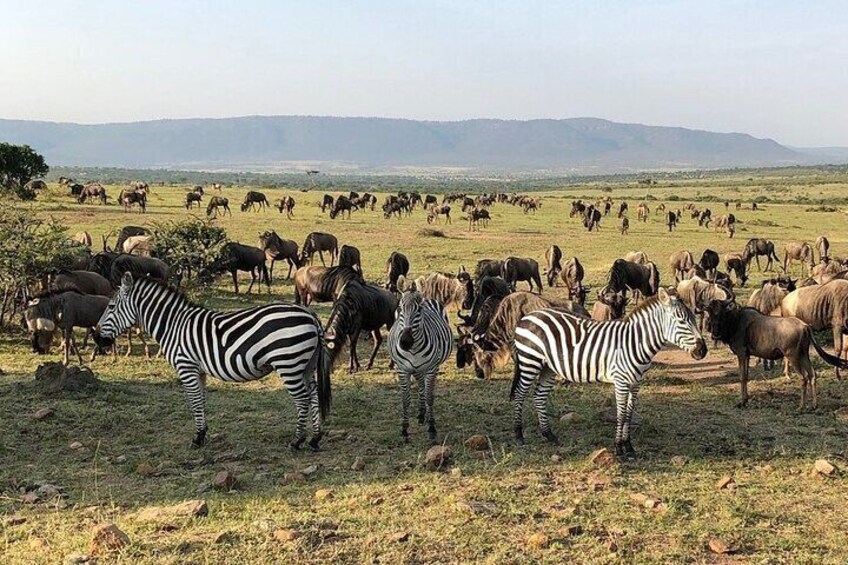 3 days Masai Mara Group shared Adventure on 4x4 Land Cruiser