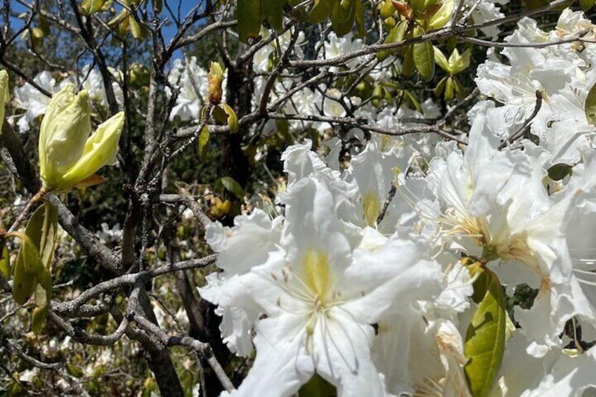 White Rhododendron the winter flower on Doi Inthanon