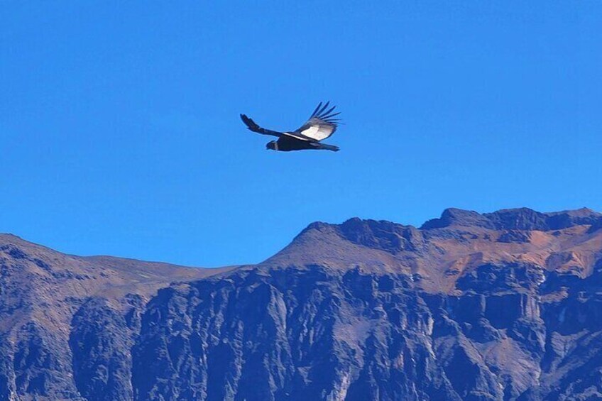 2-Day tour Colca Canyon ending in Puno