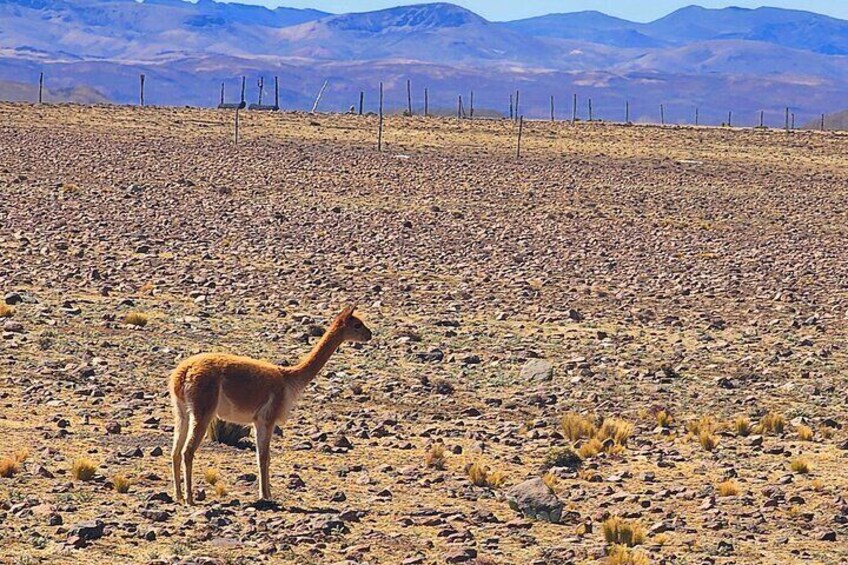 2-Day tour Colca Canyon ending in Puno