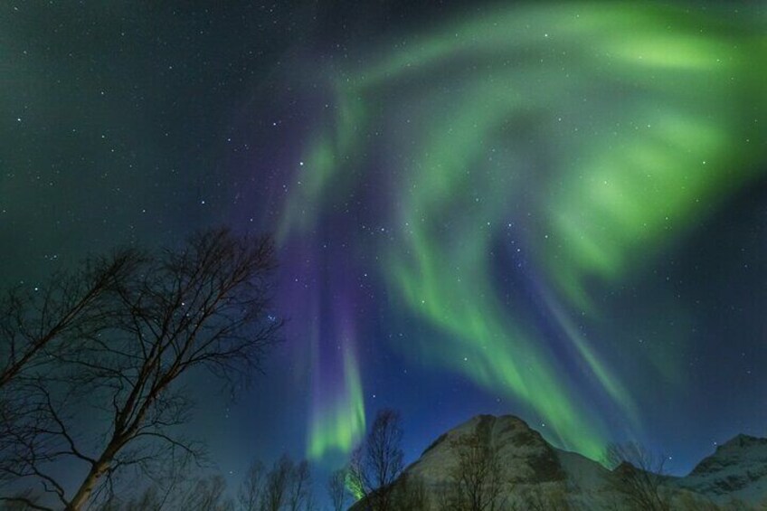 Northern Lights Chase by Bus in Tromso