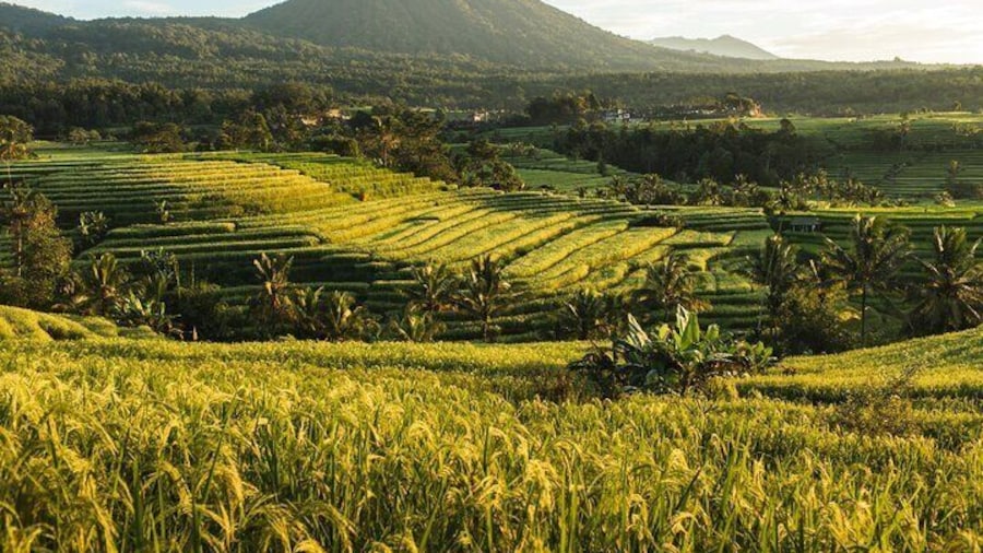 Bali Tanah Lot, Jatiluwih Rice Terraces, and Ulun Danu Beratan