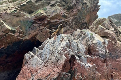 From Ica Islas Ballestas and Paracas National Reserve