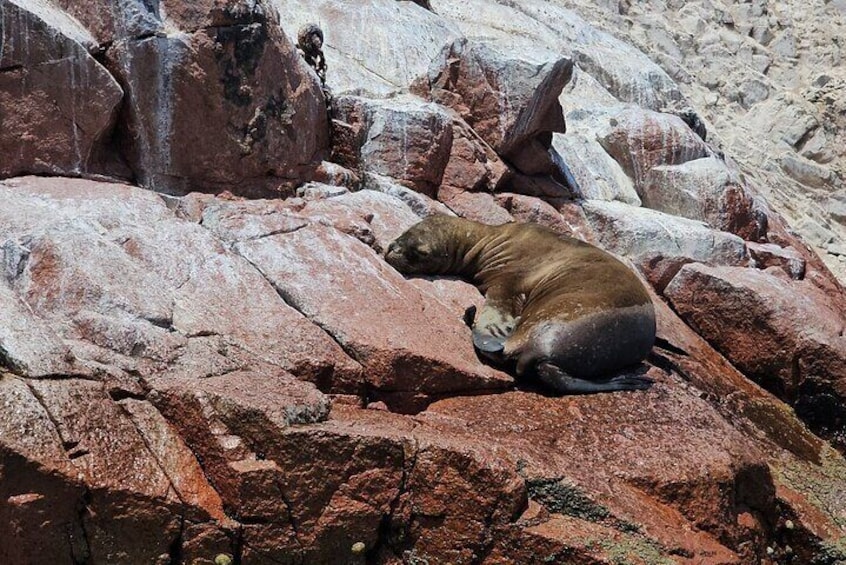 From Ica Islas Ballestas and Paracas National Reserve