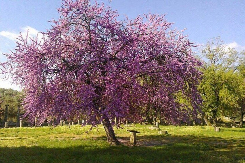 olympic-site-spring-time
