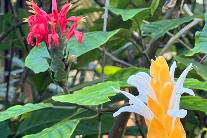 Botanical and Bird Sanctuary Tour in Montego Bay