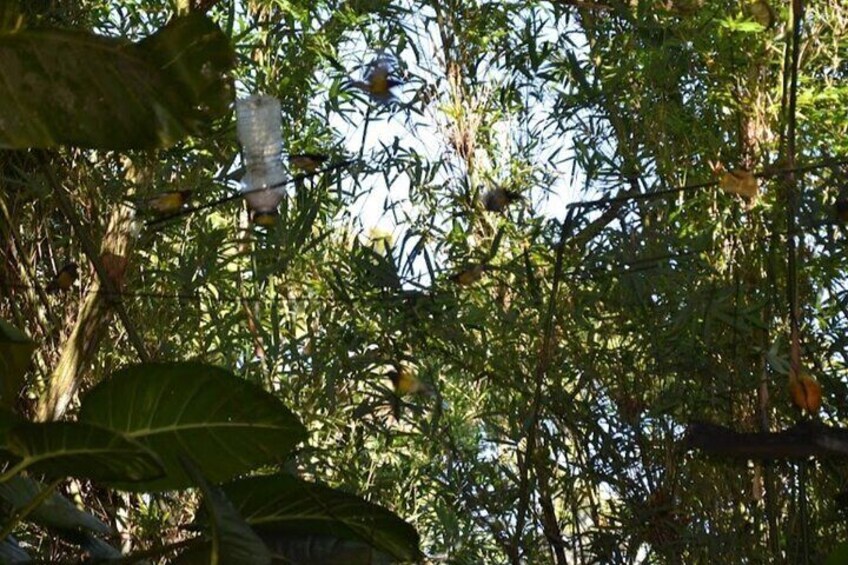 Botanical and Bird Sanctuary Tour in Montego Bay