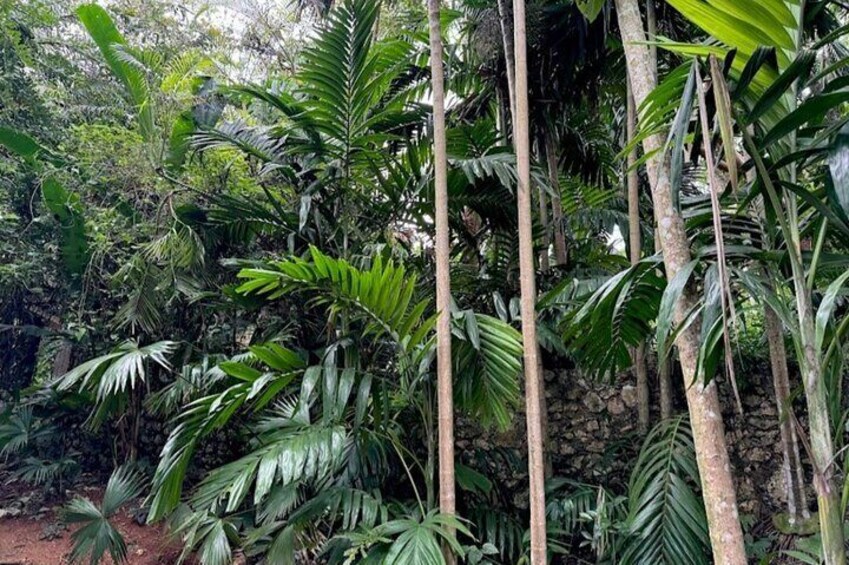 Botanical and Bird Sanctuary Tour in Montego Bay