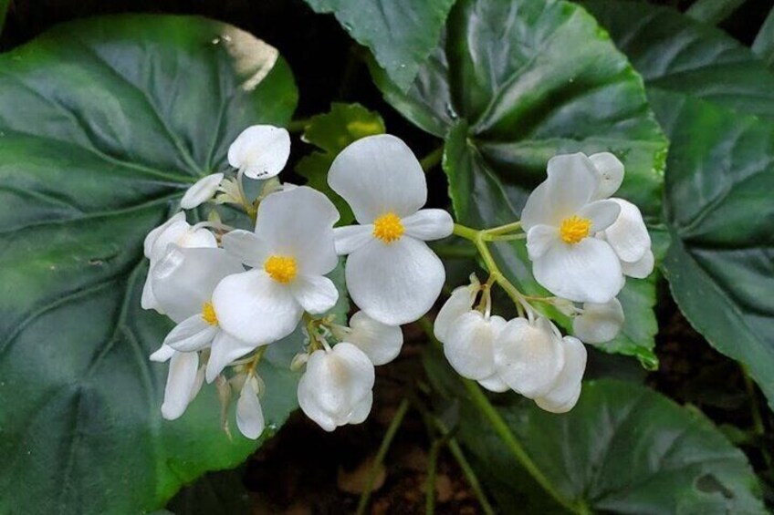 Botanical and Bird Sanctuary Tour in Montego Bay