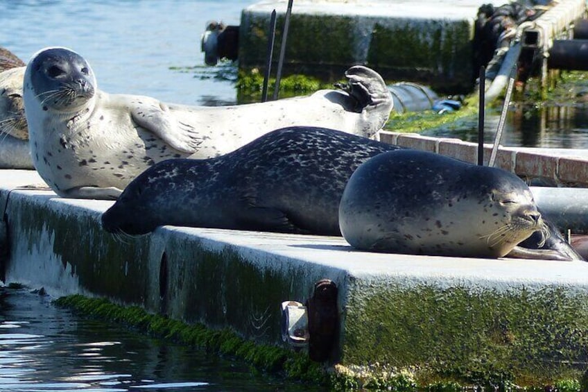 Zeeland Seal Beach Safari 