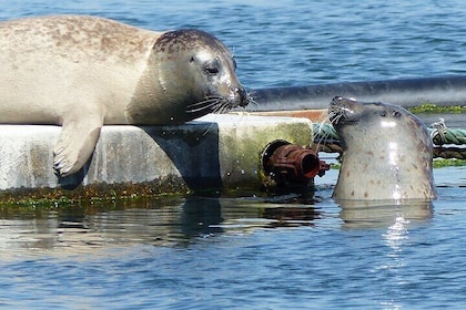 Zeeland Seal Beach Safari