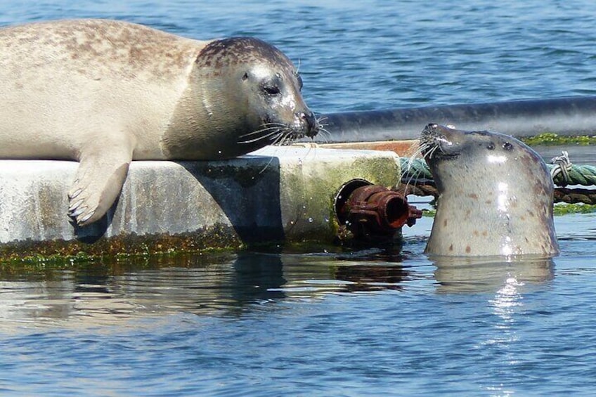 Zeeland Seal Beach Safari 