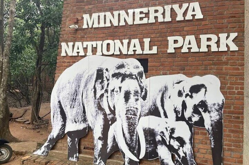 Minneriya National Park Safari