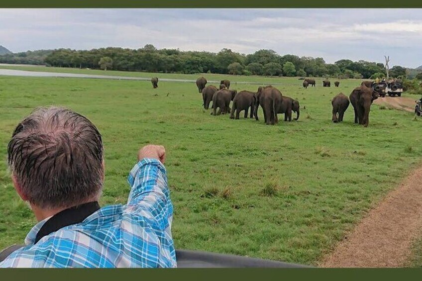 Minneriya National Park Safari