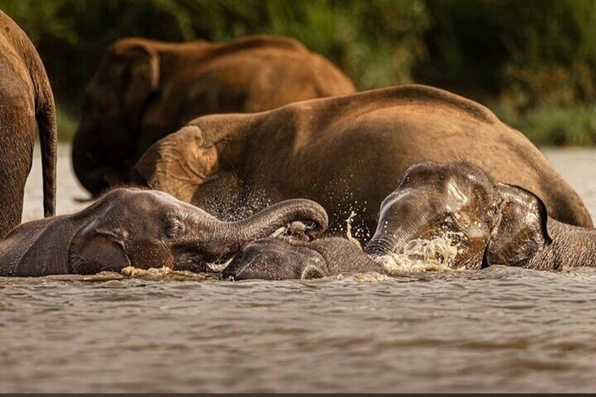 Minneriya National Park Safari
